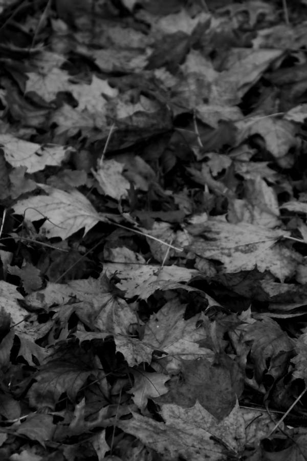 2009 11 26 IMG 3426